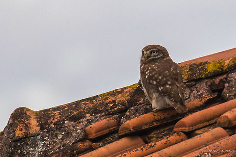 Little owl - Athene noctua Spotted on the next house roof, in a dull late afternoon. Cropped at almost 100%, captured with a 400mm lens + x1.4 teleconverter. Animal,Animalia,Athene noctua,Aves,Bird,Central Macedonia,Chordata,Europe,Geotagged,Greece,Lake Kerkini National Park,Little  Owl,Little owl,Nature,Strigidae,Strigiformes,Wildlife,Winter