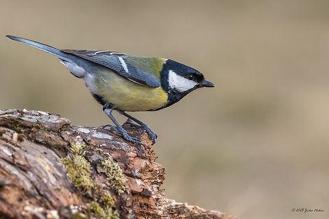 Great Tit - Parus major This is an amazing lens! My first test photos with my new toy! Incredible!
Canon EF 200-400mm f/4L IS USM w. 1.4x Extender Animal,Animalia,Aves,Bird,Bulgaria,Chordata,Dragoman marsh,Europe,Geotagged,Great Tit,Nature,Paridae,Parus major,Passeriformes,Passerine,Ramsar,Small bird,Wetland,Wildlife,Winter