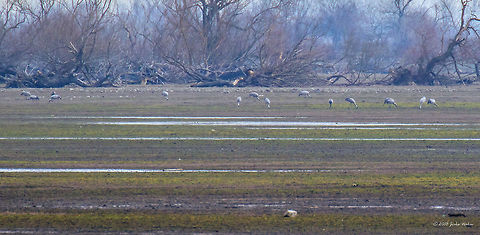 Eurasian cranes - Grus grus Spotted at Lake Keerkini, Greece. Pictured from a huge distance. Over 50 birds counted at that time - 5th Match, 2018 Animal,Animalia,Aves,Bird,Central Macedonia,Chordata,Common Crane,Common crane,Eurasian crane,Europe,Geotagged,Greece,Gruidae,Gruiformes,Grus grus,Lake Kerkini National Park,Nature,Wildlife,Winter