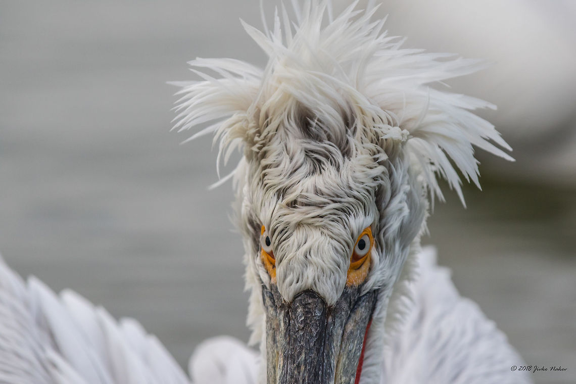 Angry bird Dalmatian pelican - Pelecanus crispus Animal,Animalia,Aves,Bird,Central Macedonia,Chordata,Dalmatian Pelican,Dalmatian pelican,Europe,Geotagged,Greece,Lake Kerkini National Park,Nature,Pelecanidae,Pelecaniformes,Pelecanus crispus,Wildlife,Winter