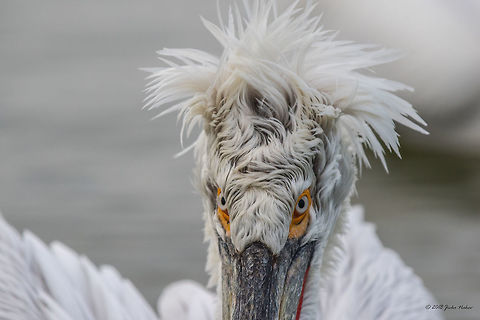 Angry bird Dalmatian pelican - Pelecanus crispus Animal,Animalia,Aves,Bird,Central Macedonia,Chordata,Dalmatian Pelican,Dalmatian pelican,Europe,Geotagged,Greece,Lake Kerkini National Park,Nature,Pelecanidae,Pelecaniformes,Pelecanus crispus,Wildlife,Winter