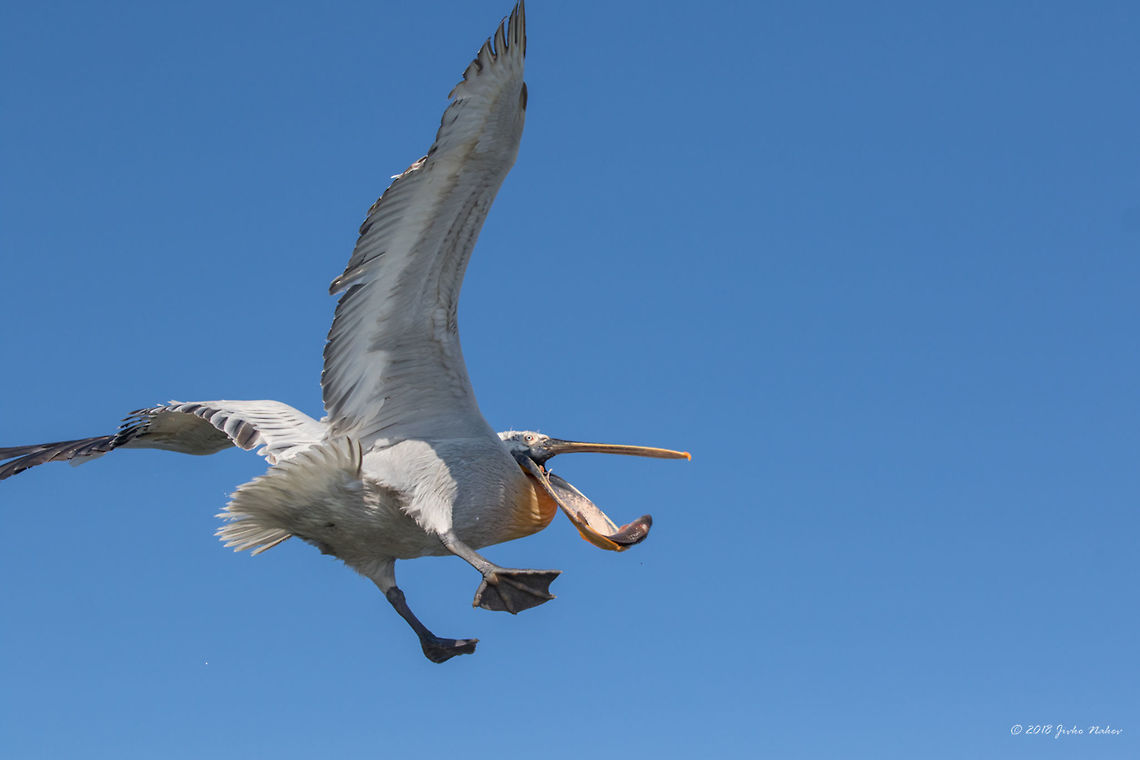 I caught you! Dalmatian pelican - Pelecanus crispus Animal,Animalia,Aves,Bird,Central Macedonia,Chordata,Dalmatian Pelican,Dalmatian pelican,Europe,Flying,Geotagged,Greece,Lake Kerkini National Park,Nature,Pelecanidae,Pelecaniformes,Pelecanus crispus,Wildlife,Winter,fish