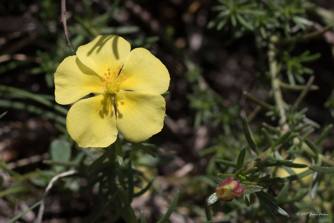 Sprawling needle sunrose - Fumana procumbens  Cistaceae,Eudicot,Europe,Flowering Plant,France,Fumana procumbens,Geotagged,Magnoliophyta,Malvales,Nature,Plantae,Provence-Alpes-C&ocirc;te d'Azur,Sprawling needle sunrose,Spring,Wildlife,flower