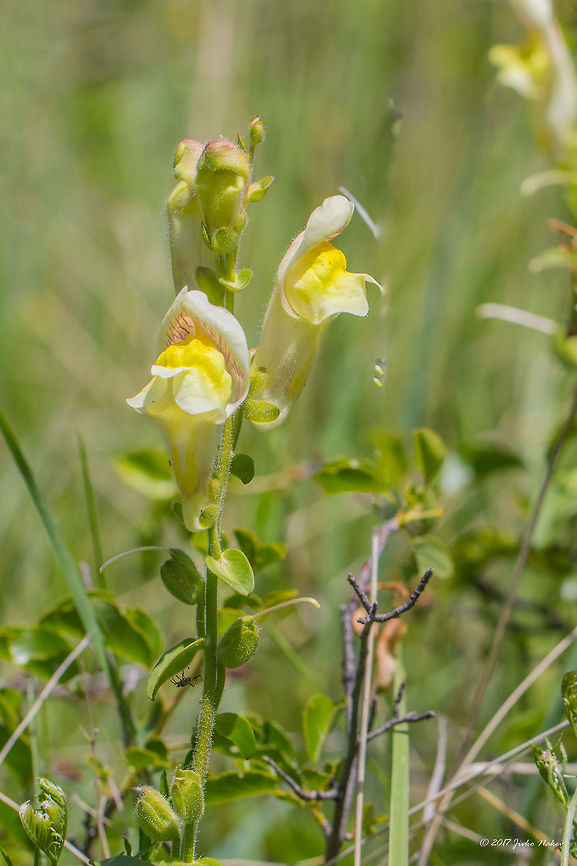 Yellow lion's mouth - Antirrhinum latifolium Spooted on the side of Durance river, Provence-Alpes-C&ocirc;te d&#039;Azur, France Antirrhinum latifolium,Eudicot,Europe,Flowering Plant,France,Geotagged,Lamiales,Linaria latifolia,Magnoliophyta,Nature,Plantae,Plantaginaceae,Provence-Alpes-Côte d'Azur,Spring,Wildlife,Yellow lion's mouth,flower