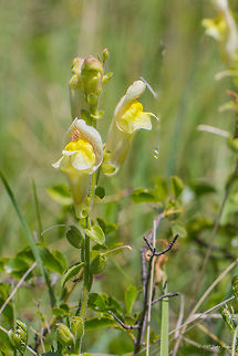 Yellow lion's mouth - Antirrhinum latifolium Spooted on the side of Durance river, Provence-Alpes-C&ocirc;te d'Azur, France Antirrhinum latifolium,Eudicot,Europe,Flowering Plant,France,Geotagged,Lamiales,Linaria latifolia,Magnoliophyta,Nature,Plantae,Plantaginaceae,Provence-Alpes-C&ocirc;te d'Azur,Spring,Wildlife,Yellow lion's mouth,flower