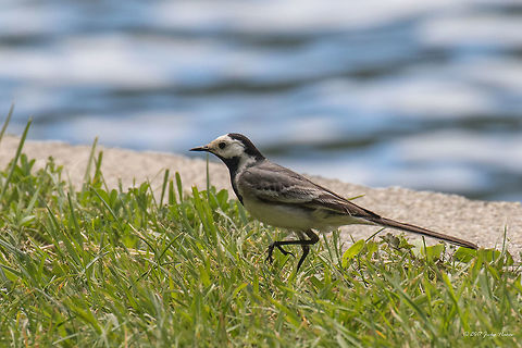 White wagtail - Motacilla alba alba Spotted close to La Roche-de-Rame in the Hautes-Alpes, France, on the side of the Durance river. Animal,Animalia,Aves,Bird,Chordata,Europe,France,Geotagged,Motacilla alba,Motacillidae,Nature,Passeriformes,Passerine,Provence-Alpes-Côte d'Azur,Spring,White wagtail,Wildlife