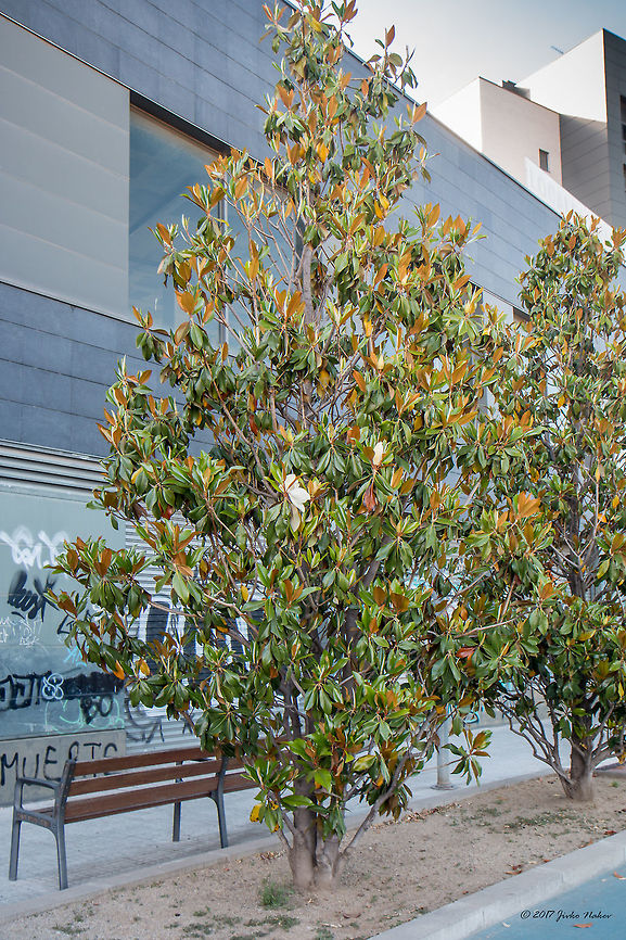 Ficus tree in the streets of Barcelona Rubber fig - Ficus elastica Catalonia,Eudicot,Europe,Ficus elastica,Flowering Plant,Geotagged,Magnoliophyta,Moraceae,Nature,Plantae,Rosales,Rubber fig,Spain,Spring,Wildlife,flower