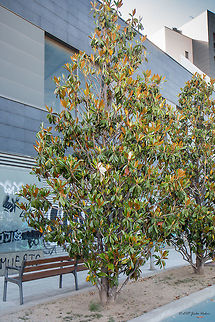Ficus tree in the streets of Barcelona Rubber fig - Ficus elastica Catalonia,Eudicot,Europe,Ficus elastica,Flowering Plant,Geotagged,Magnoliophyta,Moraceae,Nature,Plantae,Rosales,Rubber fig,Spain,Spring,Wildlife,flower