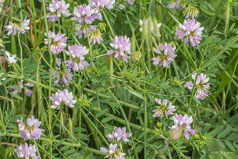 Crownvetch - Securigera varia  Coronilla varia,Crown vetch,Crownvetch,Eudicot,Europe,Fabaceae,Fabales,Flowering Plant,France,Geotagged,Magnoliophyta,Nature,Plantae,Provence-Alpes-Côte d'Azur,Regional Nature Park of the Camargue,Securigera varia,Spring,Wildlife,flower