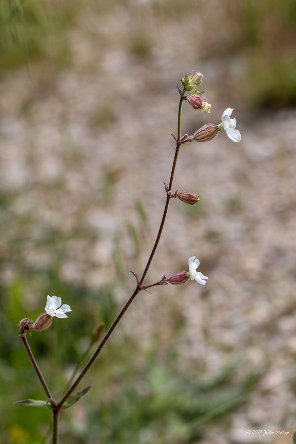 White campion - Silene latifolia Silene latifolia subsp. alba. Synonyms: Silene alba, SIlene pratensis, Melandrium album.<br />
<figure class="photo"><a href="https://www.jungledragon.com/image/58368/white_campion_-_silene_latifolia.html" title="White campion - Silene latifolia"><img src="https://s3.amazonaws.com/media.jungledragon.com/images/1332/58368_thumb.jpg?AWSAccessKeyId=05GMT0V3GWVNE7GGM1R2&Expires=1769040010&Signature=aJhh93861BS9Eb7wsB5Q43O%2FhTg%3D" width="200" height="134" alt="White campion - Silene latifolia Silene latifolia subsp. alba. Synonyms: Silene alba, SIlene pratensis, Melandrium album.<br />
https://www.jungledragon.com/image/58369/white_campion_-_silene_latifolia.html Caryophyllaceae,Caryophyllales,Eudicot,Europe,Flowering Plant,France,Geotagged,Magnoliophyta,Melandrium album,Nature,Plantae,Provence-Alpes-C&ocirc;te d'Azur,Regional Nature Park of the Camargue,Silene latifolia,Spring,White Campion,White campion,Wildlife,flower" /></a></figure> Caryophyllaceae,Caryophyllales,Eudicot,Europe,Flowering Plant,France,Geotagged,Magnoliophyta,Melandrium album,Nature,Plantae,Provence-Alpes-C&ocirc;te d'Azur,Regional Nature Park of the Camargue,Silene latifolia,Spring,White Campion,White campion,Wildlife,flower