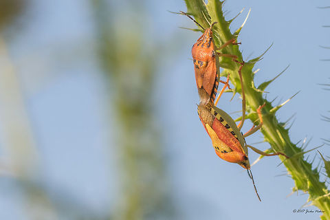 Shield bugs mating - Carpocoris pudicus  Animal,Animalia,Arthropoda,Bjala reka meanders protected area,Bulgaria,Carpocoris pudicus,Europe,Geotagged,Hemiptera,Insect,Insecta,Nature,Pentatomidae,Pentatomoidea,Summer