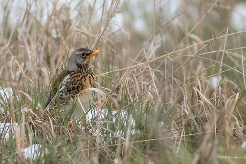 Fieldfare - Turdus pilaris Still late snow today, cold dull day at Ognyanovo Dam. Distant photo, very alert bird, hiding in the grass. Animal,Animalia,Aves,Bird,Bulgaria,Chordata,Europe,Fieldfare,Geotagged,Nature,Ognyanovo dam,Passeriformes,Passerine,Sofia,Spring,Turdidae,Turdus pilaris,Wildlife