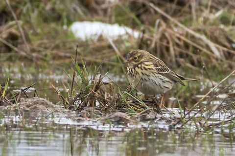 Meadow pipit - Anthus pratensis Spotted at Ognyanovo Dam near Sofia. Hardly visible on the ground. Distant and too overexposed photo - huge crop and heavy postprocessing. Similar to Tree pipit (Anthus trivalis), but more heavily streaked. Animal,Animalia,Anthus pratensis,Aves,Bird,Bulgaria,Chordata,Europe,Geotagged,Meadow pipit,Motacillidae,Nature,Ognyanovo dam,Passeriformes,Passerine,Sofia,Spring,Wildlife