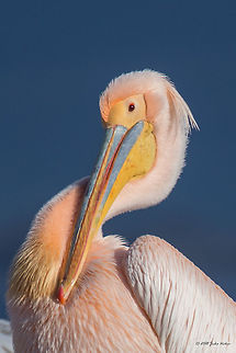 Rosy pelican - Pelecanus onocrotalus  Animal,Animalia,Aves,Bird,Central Macedonia,Chordata,Europe,Geotagged,Great white pelican,Greece,Lake Kerkini National Park,Nature,Pelecanidae,Pelecaniformes,Pelecanus onocrotalus,Wildlife,Winter
