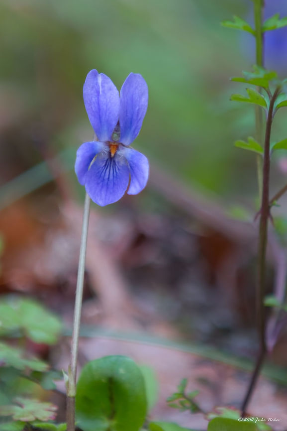 Wood violet - Viola odorata  Bulgaria,Eudicot,Europe,Flowering Plant,Geotagged,Magnoliophyta,Malpighiales,Nature,Pirin mountain,Plantae,Spring,Tisata nature reserve,Viola odorata,Violaceae,Wildlife,Wood violet,flower