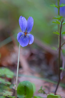 Wood violet - Viola odorata  Bulgaria,Eudicot,Europe,Flowering Plant,Geotagged,Magnoliophyta,Malpighiales,Nature,Pirin mountain,Plantae,Spring,Tisata nature reserve,Viola odorata,Violaceae,Wildlife,Wood violet,flower