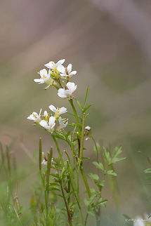 Southern bittercress