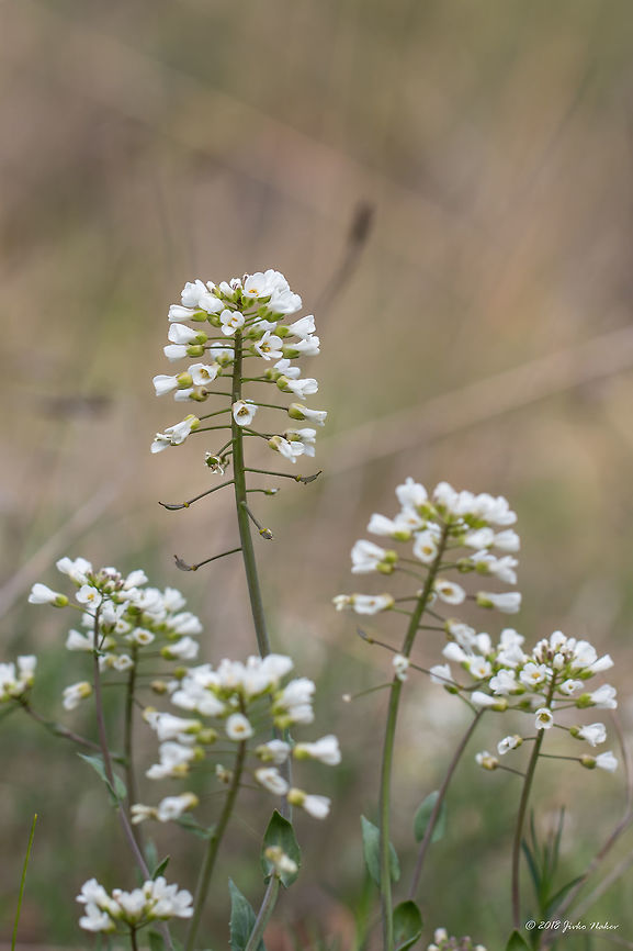 Noccaea praecox Synonym - Thlaspi praecox Wulf. Belongs to Brassicaceae family. Brassicaceae,Brassicales,Bulgaria,Eudicot,Europe,Flowering Plant,Geotagged,Magnoliophyta,Nature,Noccaea praecox,Pirin mountain,Plantae,Spring,Thlaspi praecox,Tisata nature reserve,Wildlife,flower