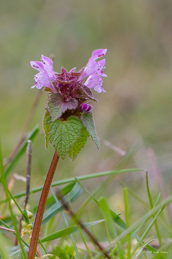 Purple dead-nettle ar Purple archangel - Lamium purpureum  Bulgaria,Eudicot,Flowering Plant,Geotagged,Lamiaceae,Lamiales,Lamium purpureum,Magnoliophyta,Nature,Pirin mountain,Plantae,Purple dead-nettle,Red Deadnettle,Spring,Tisata nature reserve,Wildlife,flower