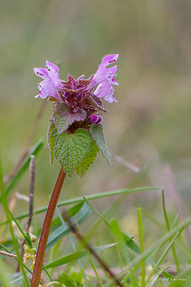 Purple dead-nettle ar Purple archangel - Lamium purpureum  Bulgaria,Eudicot,Flowering Plant,Geotagged,Lamiaceae,Lamiales,Lamium purpureum,Magnoliophyta,Nature,Pirin mountain,Plantae,Purple dead-nettle,Red Deadnettle,Spring,Tisata nature reserve,Wildlife,flower