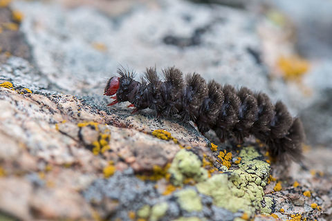 Nine-spotted moth caterpillar - Amata phegae https://www.jungledragon.com/image/17896/nine-spotted_moth.html Amata phegea,Animal,Animalia,Arctiidae,Arthropoda,Bulgaria,Europe,Geotagged,Insect,Insecta,Lepidoptera,Nature,Nine-spotted moth,Pirin mountain,Spring,Tisata nature reserve,Wildlife,Yellow belted burnet