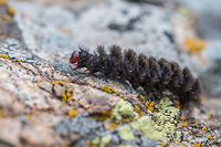 Nine-spotted moth caterpillar - Amata phegae https://www.jungledragon.com/image/17896/nine-spotted_moth.html Amata phegea,Animal,Animalia,Arctiidae,Arthropoda,Bulgaria,Europe,Geotagged,Insect,Insecta,Lepidoptera,Nature,Nine-spotted moth,Pirin mountain,Spring,Tisata nature reserve,Wildlife,Yellow belted burnet