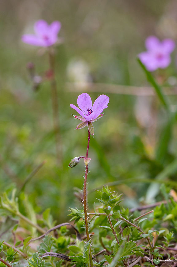 Redstem filaree - Erodium cicutarium  Bulgaria,Common stork's-bill,Erodium cicutarium,Eudicot,Flowering Plant,Geotagged,Geraniaceae,Geraniales,Magnoliophyta,Nature,Pirin mountain,Plantae,Redstem filaree,Spring,Tisata nature reserve,Wildlife,flower