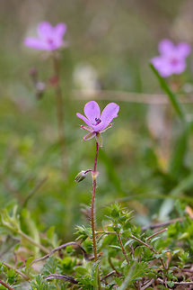 Redstem filaree - Erodium cicutarium  Bulgaria,Common stork's-bill,Erodium cicutarium,Eudicot,Flowering Plant,Geotagged,Geraniaceae,Geraniales,Magnoliophyta,Nature,Pirin mountain,Plantae,Redstem filaree,Spring,Tisata nature reserve,Wildlife,flower