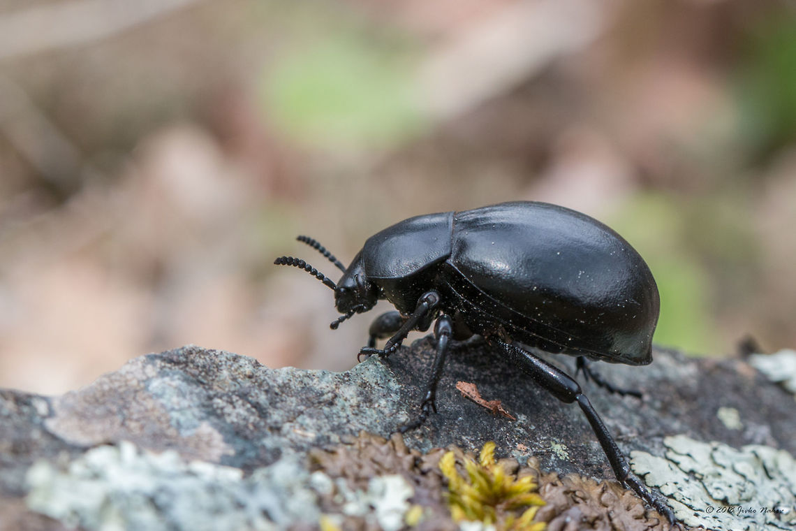 Darkling beetle - Gnaptor spinimanus <figure class="photo"><a href="https://www.jungledragon.com/image/58700/darkling_beetle_-_gnaptor_spinimanus.html" title="Darkling beetle - Gnaptor spinimanus"><img src="https://s3.amazonaws.com/media.jungledragon.com/images/1332/58700_thumb.jpg?AWSAccessKeyId=05GMT0V3GWVNE7GGM1R2&Expires=1763596810&Signature=aEFNIEI7JRzKLCkhTLqGpMoN3Q8%3D" width="200" height="134" alt="Darkling beetle - Gnaptor spinimanus https://www.jungledragon.com/image/58698/darklin_beetle_-_gnaptor_spinimanus.html Animal,Animalia,Arthropoda,Bulgaria,Coleoptera,Darkling beetle,Geotagged,Gnaptor spinimanus,Insect,Insecta,Nature,Pirin mountain,Spring,Tenebrionidae,Tisata nature reserve,Wildlife" /></a></figure> Animal,Animalia,Arthropoda,Bulgaria,Coleoptera,Darkling beetle,Geotagged,Gnaptor spinimanus,Insect,Insecta,Nature,Pirin mountain,Spring,Tenebrionidae,Tisata nature reserve,Wildlife