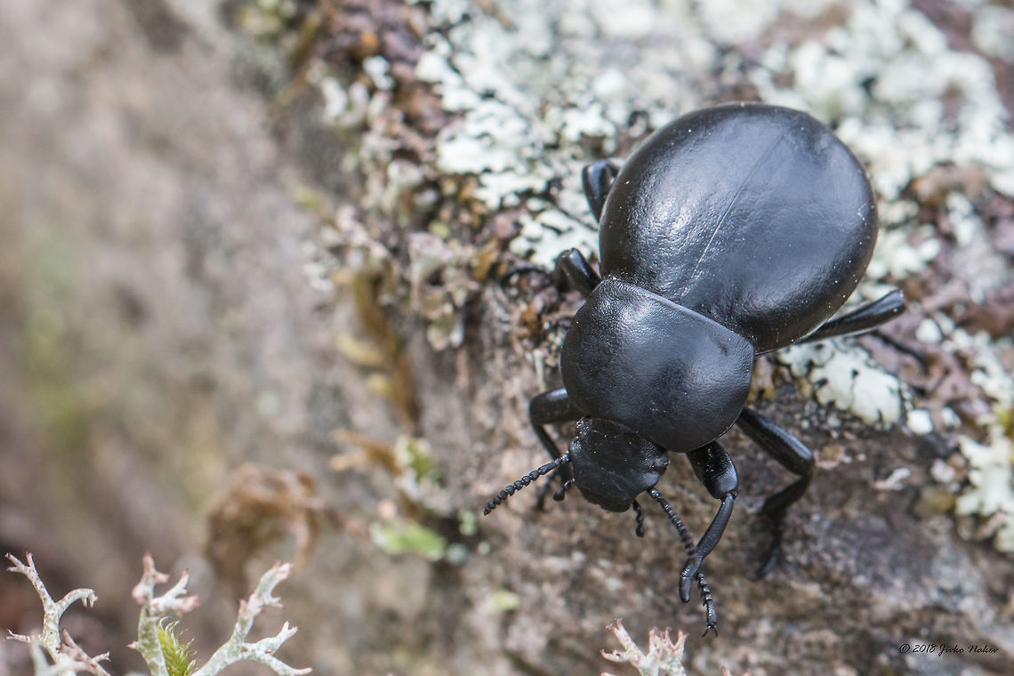 Darkling beetle - Gnaptor spinimanus <figure class="photo"><a href="https://www.jungledragon.com/image/58698/darkling_beetle_-_gnaptor_spinimanus.html" title="Darkling beetle - Gnaptor spinimanus"><img src="https://s3.amazonaws.com/media.jungledragon.com/images/1332/58698_thumb.jpg?AWSAccessKeyId=05GMT0V3GWVNE7GGM1R2&Expires=1767225610&Signature=Nqt8k%2BCWrIMRZSK%2BZJLhWvYA06Q%3D" width="200" height="134" alt="Darkling beetle - Gnaptor spinimanus https://www.jungledragon.com/image/58700/darklin_beetle_-_gnaptor_spinimanus.html Animal,Animalia,Arthropoda,Bulgaria,Coleoptera,Darkling beetle,Geotagged,Gnaptor spinimanus,Insect,Insecta,Nature,Pirin mountain,Spring,Tenebrionidae,Tisata nature reserve,Wildlife" /></a></figure> Animal,Animalia,Arthropoda,Bulgaria,Coleoptera,Darkling beetle,Geotagged,Gnaptor spinimanus,Insect,Insecta,Nature,Pirin mountain,Spring,Tenebrionidae,Tisata nature reserve,Wildlife