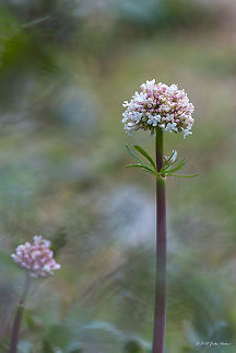 Valeriana dioscoridis https://www.jungledragon.com/image/58708/valeriana_dioscoridis.html Bulgaria,Caprifoliaceae,Dipsacales,Eudicot,Europe,Flowering Plant,Geotagged,Magnoliophyta,Nature,Pirin mountain,Plantae,Spring,Tisata nature reserve,Valeriana dioscoridis,Wildlife,flower