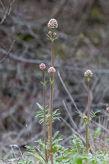 Valeriana dioscoridis  Bulgaria,Caprifoliaceae,Dipsacales,Eudicot,Europe,Flowering Plant,Geotagged,Magnoliophyta,Nature,Pirin mountain,Plantae,Spring,Tisata nature reserve,Valeriana dioscoridis,Wildlife,flower