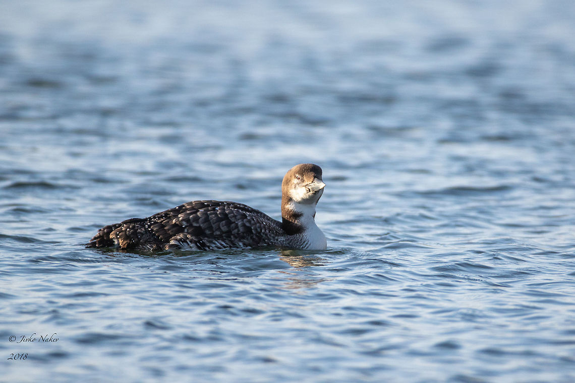 Great northern diver - Common loon - Gavia immer Spotted in Bulgaria, the bay of city of Pomorie on 7th April 2018. Since the beginning of ornithological surveys in Bulgaria this bird has been observed only 5 times. This is the 6th observation on the territory of our country.<br />
 Animal,Animalia,Aves,Bird,Black sea,Bulgaria,Chordata,Common loon,Europe,Gavia immer,Gaviidae,Gaviiformes,Geotagged,Great northern diveer,Nature,Pomorie,Spring,Wildlife