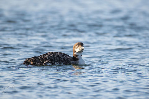 Great northern diver - Common loon - Gavia immer Spotted in Bulgaria, the bay of city of Pomorie on 7th April 2018. Since the beginning of ornithological surveys in Bulgaria this bird has been observed only 5 times. This is the 6th observation on the territory of our country.
 Animal,Animalia,Aves,Bird,Black sea,Bulgaria,Chordata,Common loon,Europe,Gavia immer,Gaviidae,Gaviiformes,Geotagged,Great northern diveer,Nature,Pomorie,Spring,Wildlife
