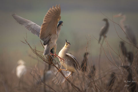 Love story - Black-crowned night herons - Nycticorax nycticorax  Animal,Animalia,Ardeidae,Aves,Bird,Black sea,Black-crowned night heron,Bulgaria,Chordata,Europe,Geotagged,Nature,Nycticorax nycticorax,Pelecaniformes,Poda protected area,Spring,Wildlife