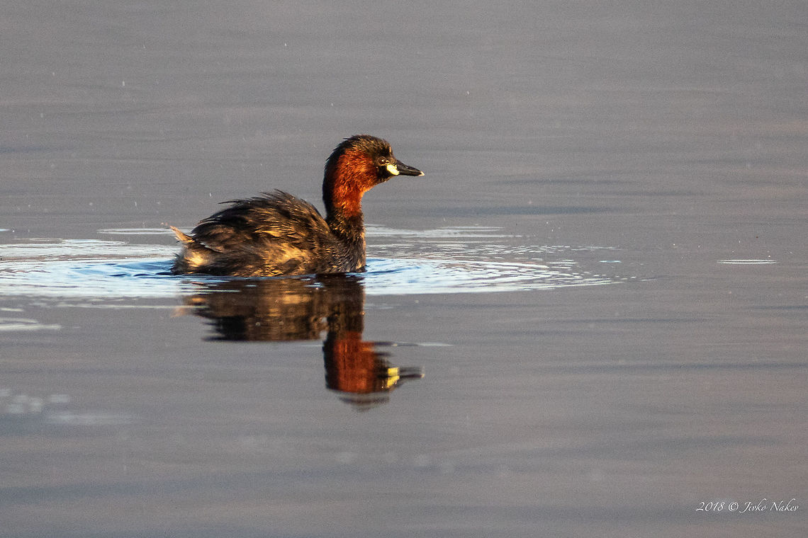 Little grebe - Tachybaptus ruficollis  Aldomirovtsi marsh,Animal,Animalia,Aves,Bird,Bulgaria,Chordata,Europe,Geotagged,Little Grebe,Little grebe,Nature,Podicipedidae,Podicipediformes,Spring,Tachybaptus ruficollis,Wetland,Wildlife