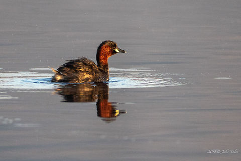 Little grebe - Tachybaptus ruficollis  Aldomirovtsi marsh,Animal,Animalia,Aves,Bird,Bulgaria,Chordata,Europe,Geotagged,Little Grebe,Little grebe,Nature,Podicipedidae,Podicipediformes,Spring,Tachybaptus ruficollis,Wetland,Wildlife