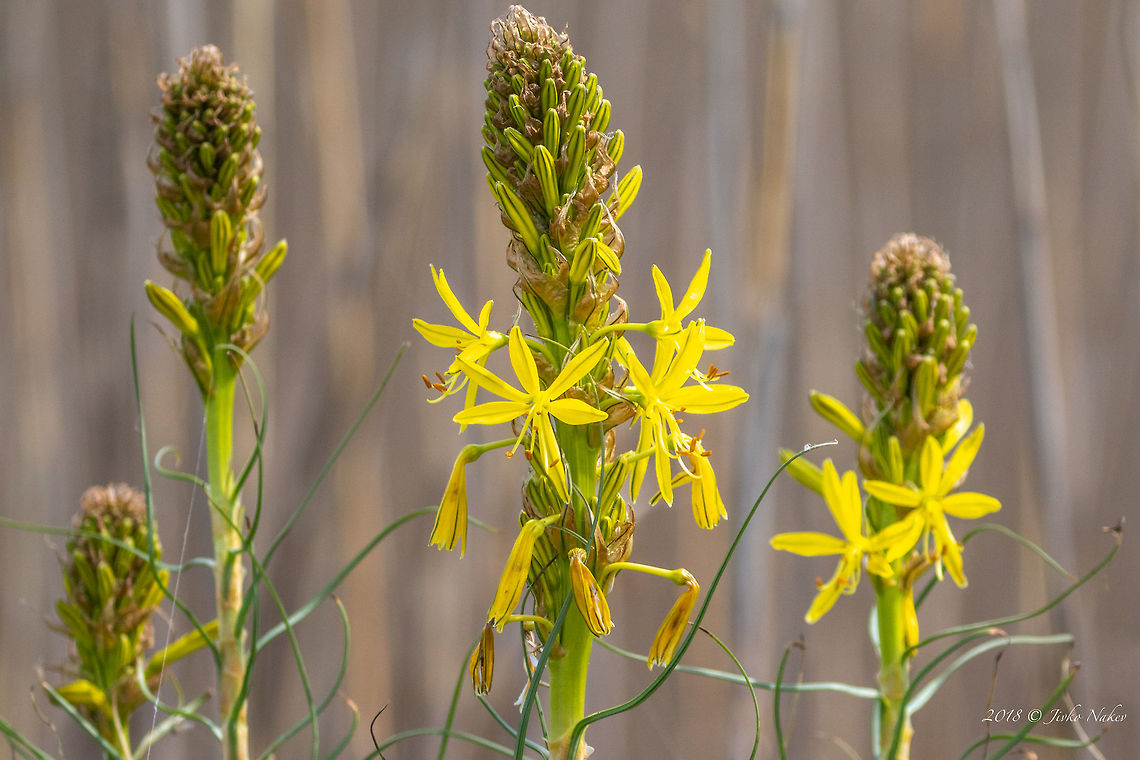 Yellow asphodel - Asphodeline lutea  Asparagales,Asphodeline lutea,Bulgaria,Flowering Plant,Geotagged,King's Spear,Magnoliophyta,Monocot,Nature,Plantae,Spring,Wildlife,Xanthorrhoeaceae,Yellow Asphodel,flower