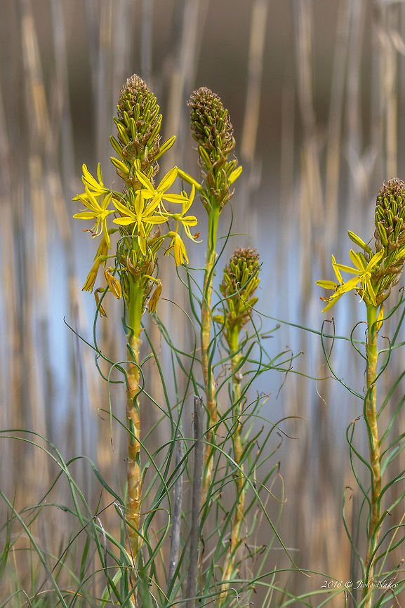 Yellow asphodel - Asphodeline lutea  Asparagales,Asphodeline lutea,Bulgaria,Flowering Plant,Geotagged,King's Spear,Magnoliophyta,Monocot,Nature,Plantae,Spring,Wildlife,Xanthorrhoeaceae,Yellow Asphodel,flower