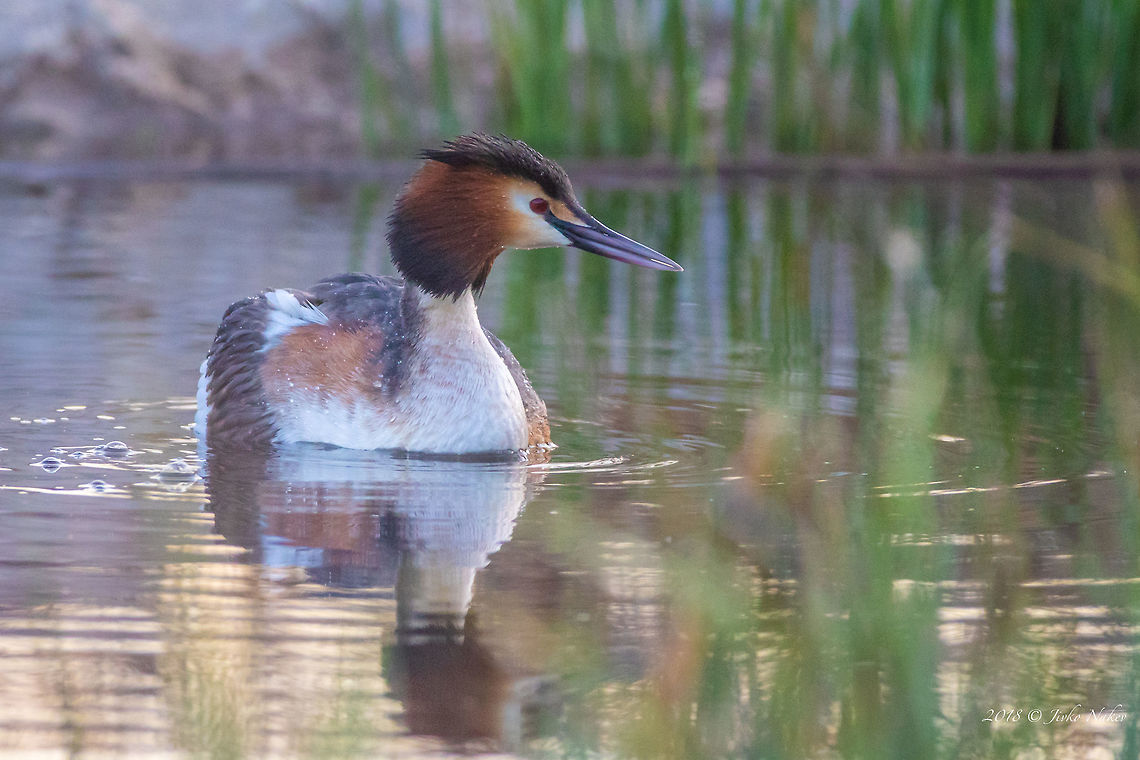 Great crested grebe - Podiceps cristatus  Aldomirovtsi marsh,Animal,Animalia,Aves,Bird,Bulgaria,Chordata,Europe,Geotagged,Great Crested Grebe,Great crested grebe,Nature,Podiceps cristatus,Podicipedidae,Podicipediformes,Spring,Wetland,Wildlife