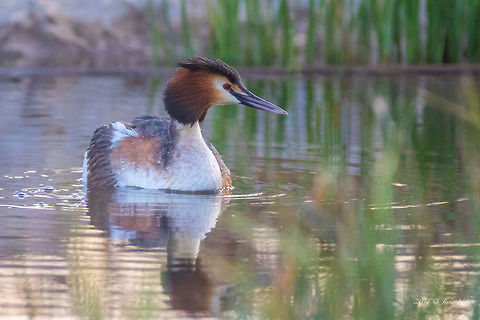 Great crested grebe - Podiceps cristatus  Aldomirovtsi marsh,Animal,Animalia,Aves,Bird,Bulgaria,Chordata,Europe,Geotagged,Great Crested Grebe,Great crested grebe,Nature,Podiceps cristatus,Podicipedidae,Podicipediformes,Spring,Wetland,Wildlife