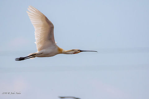 European spoonbill in flight - Platalea leucorodia  Animal,Animalia,Aves,Bird,Black sea,Bulgaria,Chordata,Eurasian Spoonbill,Eurasian spoonbill,Europe,Geotagged,Nature,Pelecaniformes,Platalea leucorodia,Poda protected area,Spring,Threskiornithidae,Wildlife