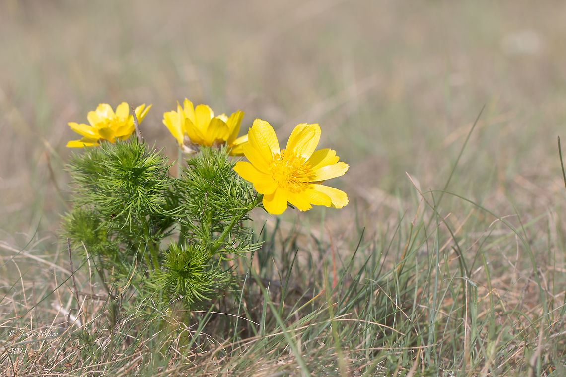 Spring Pheasant's Eye - Adonis vernalis  Adonis vernalis,Bulgaria,Dragoman marsh,Eudicot,Europe,False hellebore,Flowering Plant,Geotagged,Magnoliophyta,Nature,Plantae,Ranunculaceae,Ranunculales,Spring,Spring pheasant's eye,Wetland,Wildlife,flower