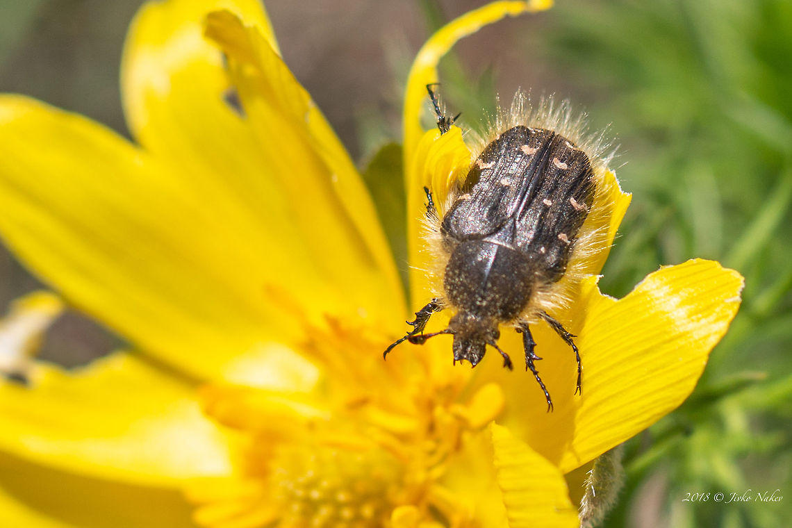 Tropinota hirta beetle on False hellebore wild flower - Adonis v  "Cetoniidae",Animal,Animalia,Arthropoda,Bulgaria,Cetoniinae,Coleoptera,Dragoman marsh,Epicometis hirta,Europe,Geotagged,Insect,Insecta,Nature,Scarabaeidae,Spring,Tropinota hirta,Wetland,Wildlife