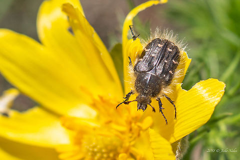 Tropinota hirta beetle on False hellebore wild flower - Adonis v  "Cetoniidae",Animal,Animalia,Arthropoda,Bulgaria,Cetoniinae,Coleoptera,Dragoman marsh,Epicometis hirta,Europe,Geotagged,Insect,Insecta,Nature,Scarabaeidae,Spring,Tropinota hirta,Wetland,Wildlife