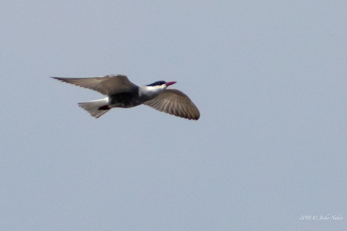 Whiskered tern - Chlidonias hybrida A couple of Whiskered terns spotted over Aldomirovtsi marsh in Western Bulgaria. This migratory bird rarely can be seen inside the country. During the migration it can be seen along the Danube river and on the Black Sea coastline. Aldomirovtsi marsh,Animal,Animalia,Aves,Bird,Bulgaria,Charadriiformes,Chlidonias hybrida,Chordata,Europe,Geotagged,Laridae,Nature,Spring,Wetland,Whiskered tern,Wildlife