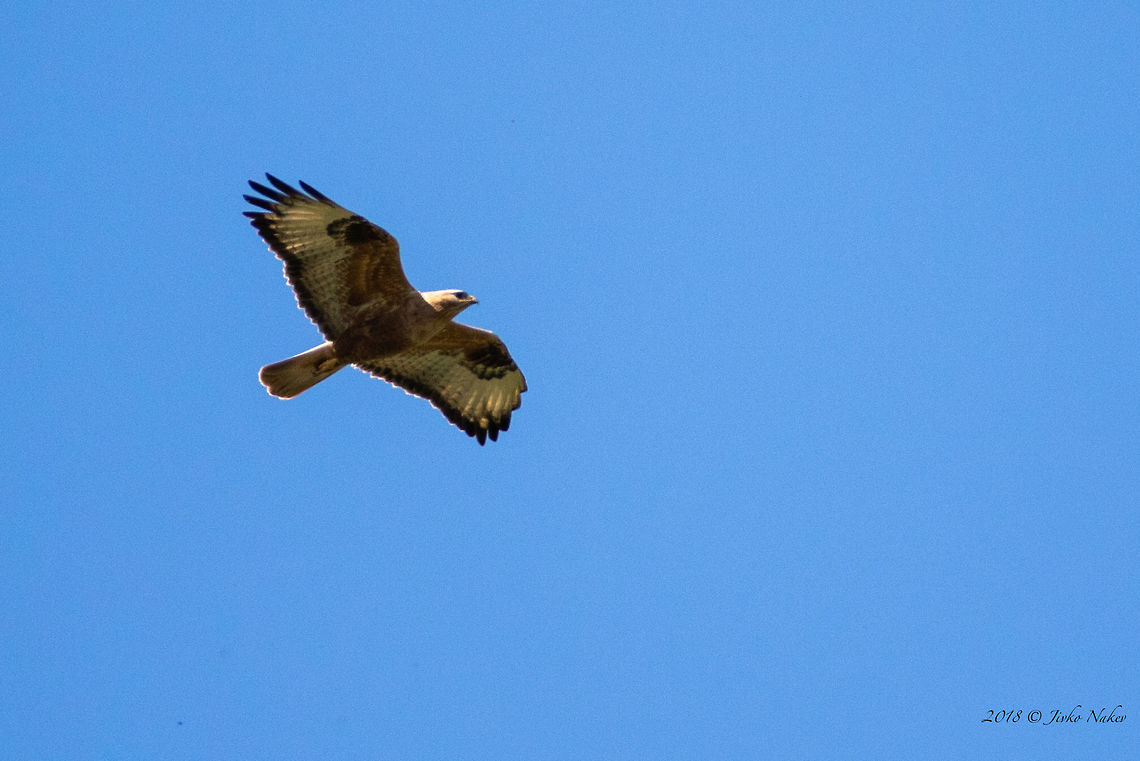 Long-legged buzzard - Buteo rufinus - Rusenski Lom Nature park  Accipitridae,Accipitriformes,Animal,Animalia,Aves,Bird,Bird of prey,Bulgaria,Buteo rufinus,Chordata,Europe,Geotagged,Long-legged Buzzard,Long-legged buzzard,Nature,Rusenski Lom nature park,Spring,Wildlife