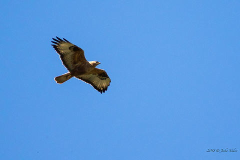 Long-legged buzzard - Buteo rufinus - Rusenski Lom Nature park  Accipitridae,Accipitriformes,Animal,Animalia,Aves,Bird,Bird of prey,Bulgaria,Buteo rufinus,Chordata,Europe,Geotagged,Long-legged Buzzard,Long-legged buzzard,Nature,Rusenski Lom nature park,Spring,Wildlife