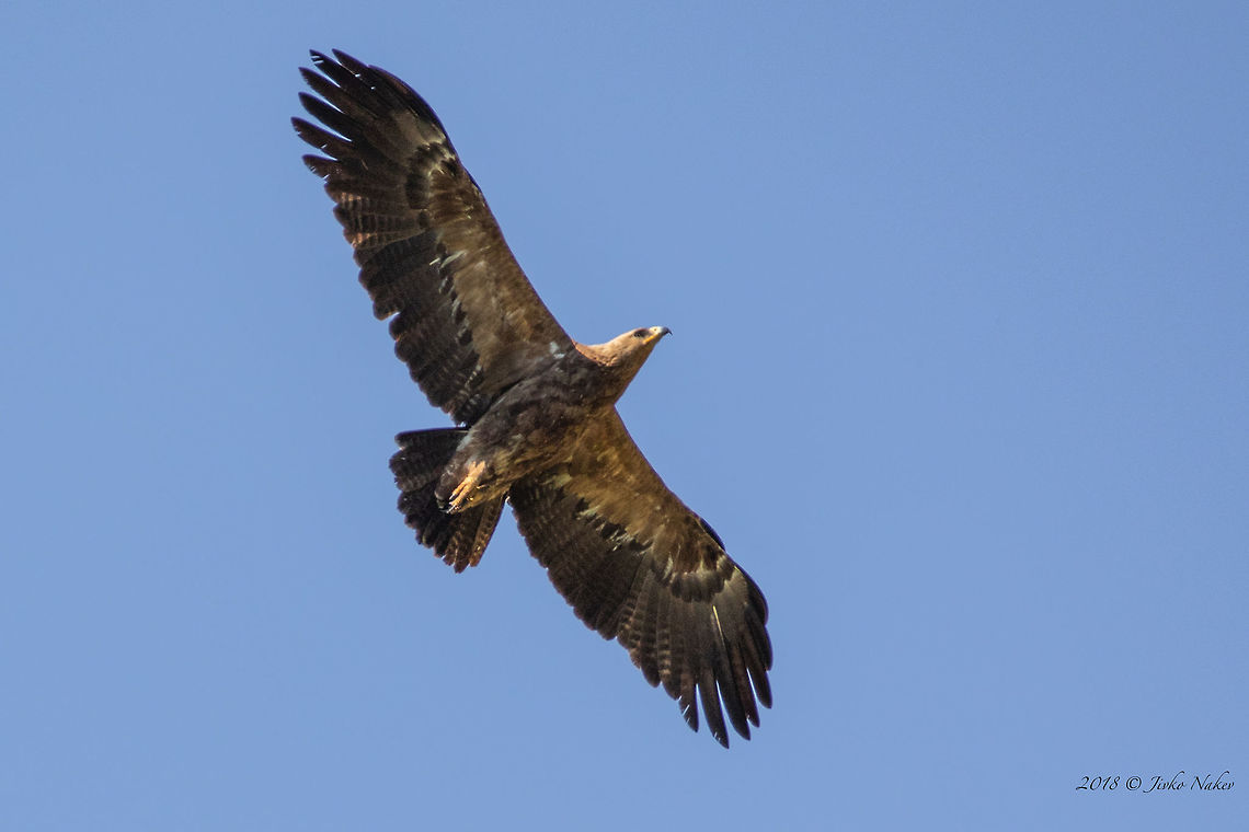 Lesser spotted eagle - Clanga pomarina Captured at Rusenski Lom Nature Reserve Accipitridae,Accipitriformes,Animal,Animalia,Aves,Bird,Bird of prey,Bulgaria,Chordata,Clanga pomarina,Europe,Geotagged,Lesser spotted eagle,Nature,Rusenski Lom nature park,Spring,Wildlife,pomarina
