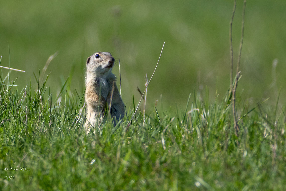 European ground squirrel - Spemophilus citellus  Animal,Animalia,Bulgaria,Chordata,Europe,European ground squirrel,Geotagged,Mammalia,Nature,Rodentia,Rusenski Lom nature park,Sciuridae,Spemophilus citellus,Spermophilus citellus,Spring,Wildlife,mammals